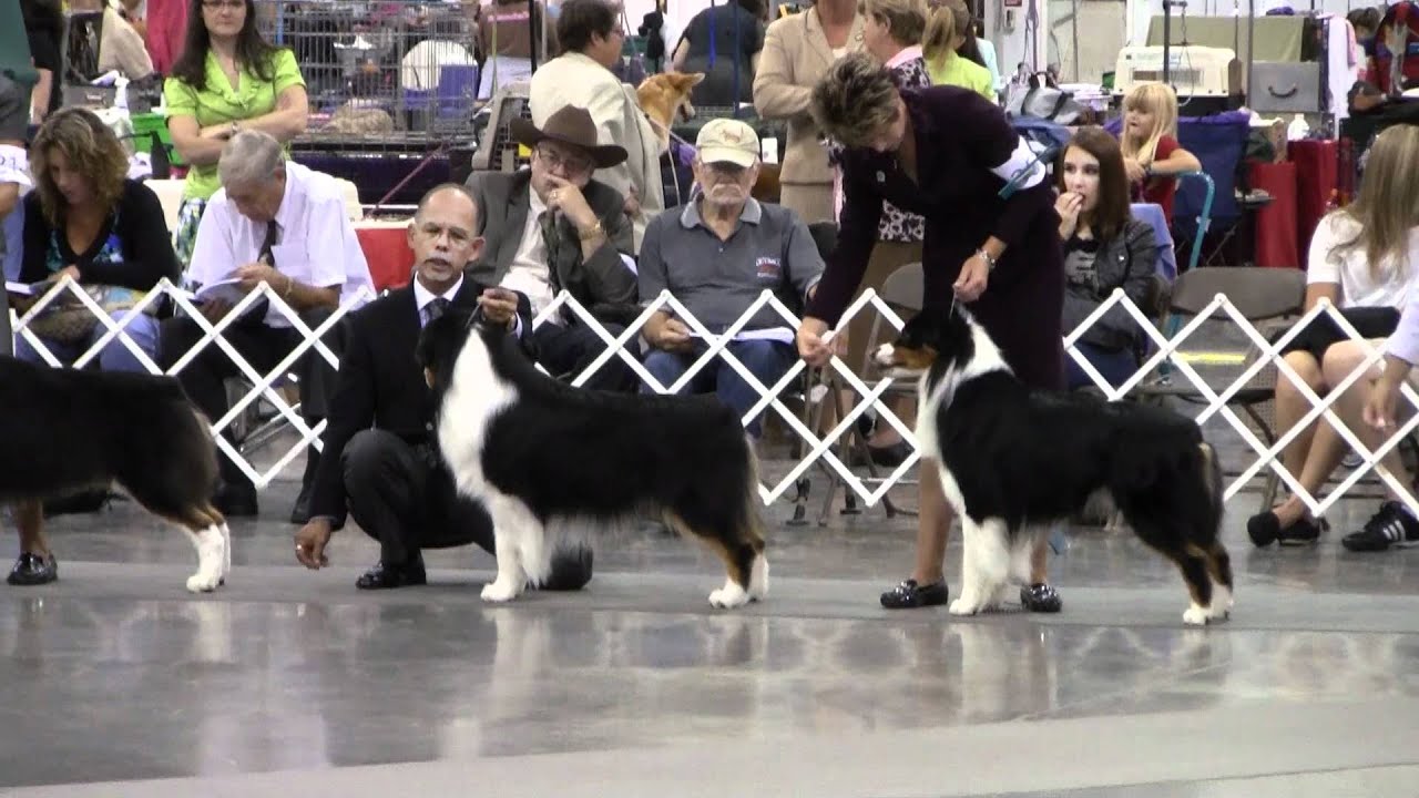 Portland Kennel Club AKC Show Seger Winning Best of Breed 1 YouTube