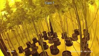 £170k Cannabis Factory Discovered in Peterborough House Raid! Police Activity Bodycam