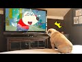 Funny dog reaction to wolfoo from tv   wolfoo in real life  funniest cats and dogss