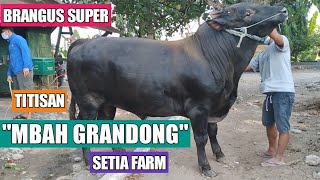 Sapi Hitam 