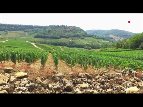 Vidéo: Maison Dans Les Vignes
