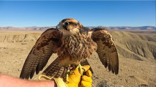 Falconry: Lure flying  Rethinking lures    #falconry