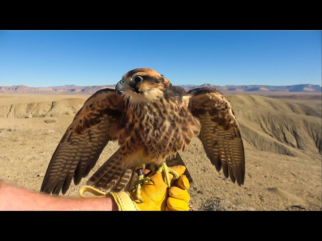 Falconry: Lure flying - Rethinking lures #falconry 