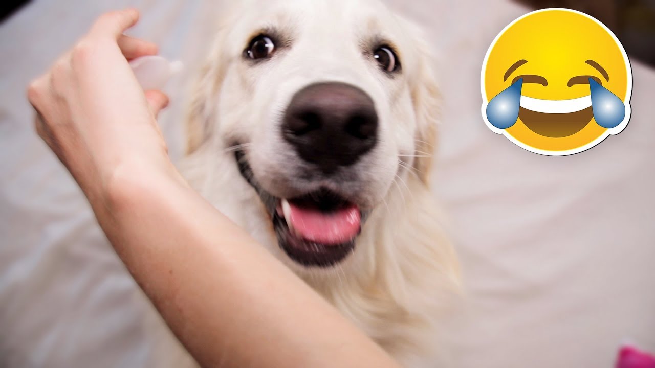 funny-dog-reacts-to-squeaker-best-reaction-ever-youtube