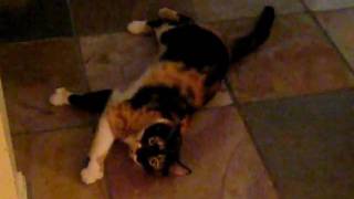 Stella kitty on catnip.AVI