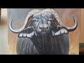 Buffalo painting,  Acrylic colors,