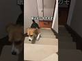 のそのそと階段をあがるビーグル犬#犬#いぬ