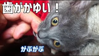 歯がかゆくて飼い主の指をカミカミする子猫