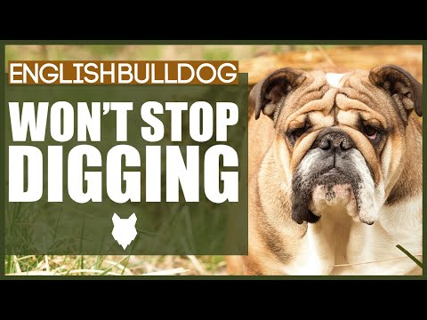 How To Stop Your ENGLISH BULLDOG DIGGING
