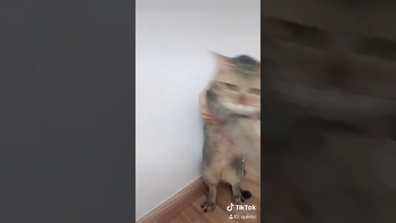 Wow You Can Really Dance Cat