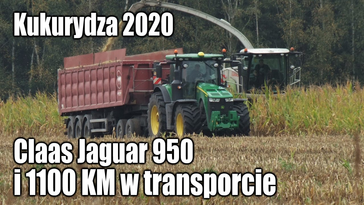 maxresdefault Kukurydza 2020   Claas Jaguar 950 i 1100 KM w transporcie   VIDEO