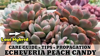 118 Echeveria Peach Candy Succulent Care Guide Succulent Care Tips 다육식물 多肉植物 Suculentas