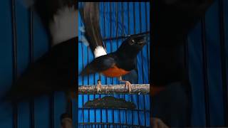 Download Lagu ATASI MURAI BATU NGELOWO Dengan SUARA YANG KHAS MP3