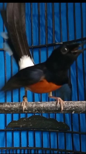 ATASI MURAI BATU NGELOWO Dengan SUARA YANG KHAS