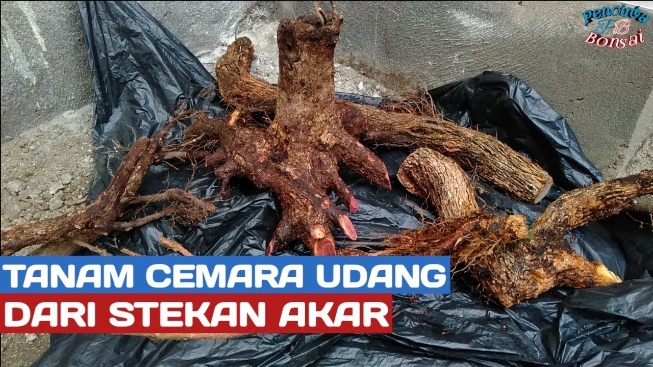 cara tanam babon cemara udang hasil stek akar dan dongkelan