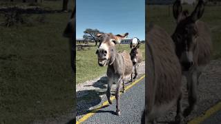 Donkey's #reels #viralvideo #newshorts