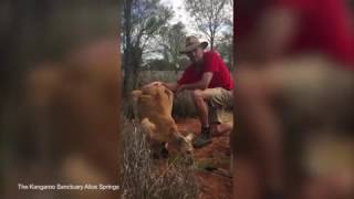 Roger the muscle bound kangaroo suffering from old age.