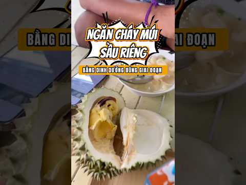 Ngăn cháy múi sầu riêng bằng dinh dưỡng đúng giai đoạn #agrino #saurieng #npk #chamsocsaurieng