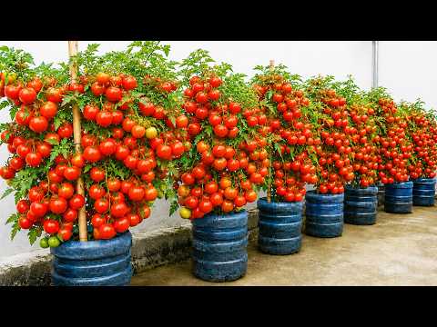 Growing Tomatoes in Bottles on Balcony for Fresh Fruit All Year