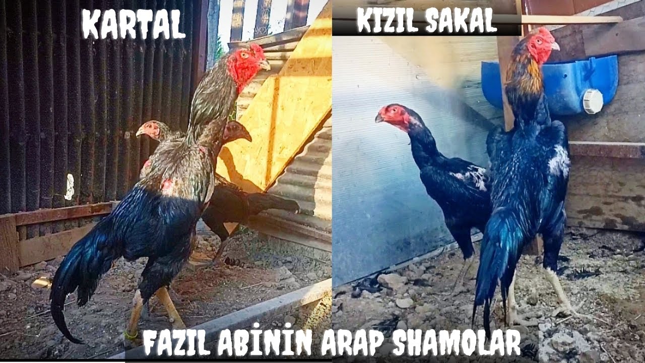 3. kez ziyaret ettiğimiz Arap shamolar besleyen Fazıl abinin kümeslerindeyiz