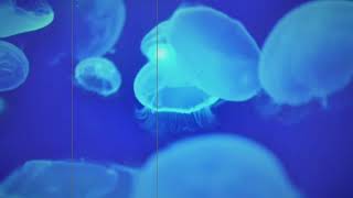 【vocaloid kokone オリジナル】「神様、お願い」/天空海月