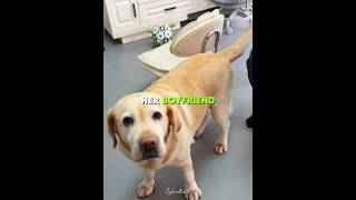 This Dogs Tail Is Stronger Than You Think  usa
