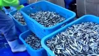 人気の調味料　三ツ星　おすすめ調味料　瀬戸内コラトゥーラ 魚醤  健康食品 東京 こだわりスープ