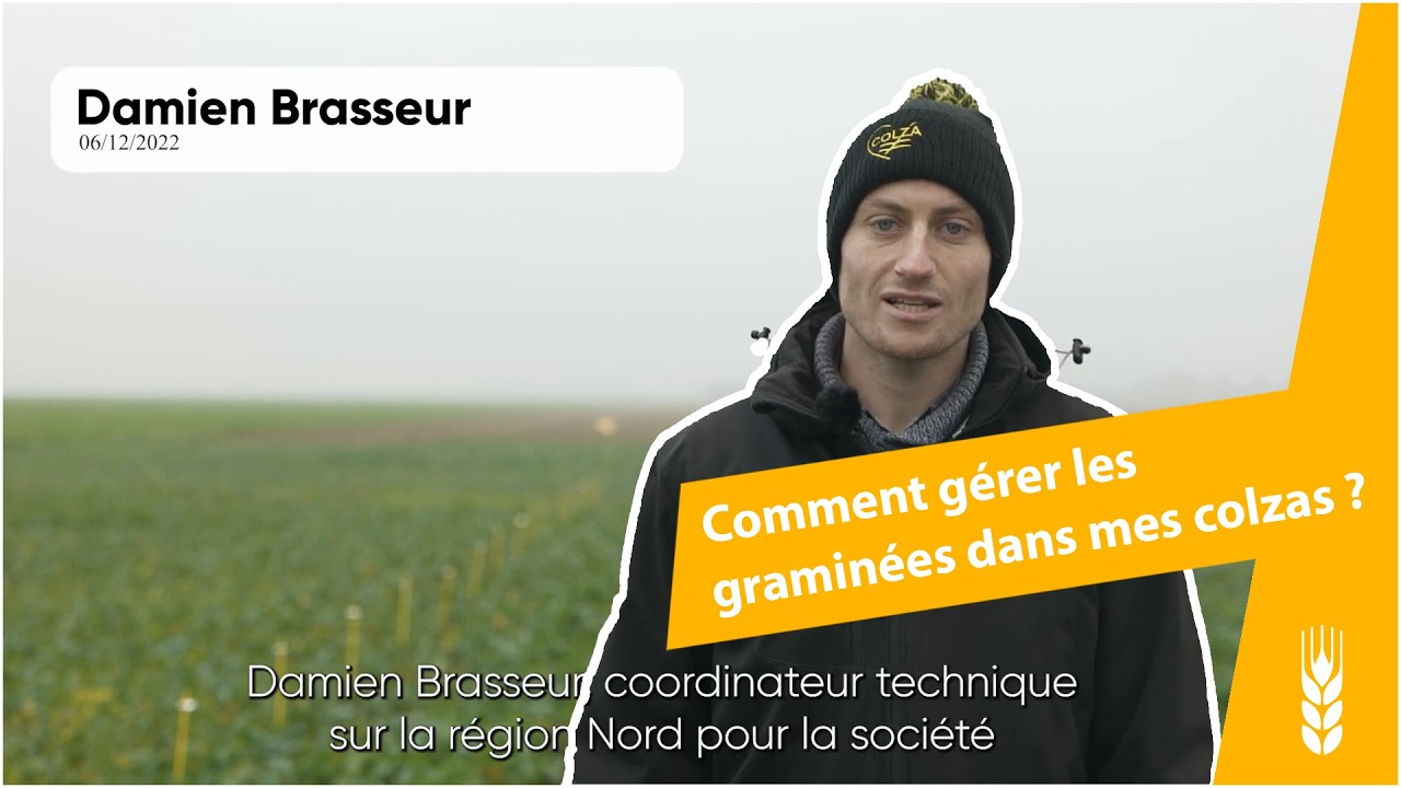 Désherbage du colza : comment gérer les graminées et bien positionner la propyzamide ?