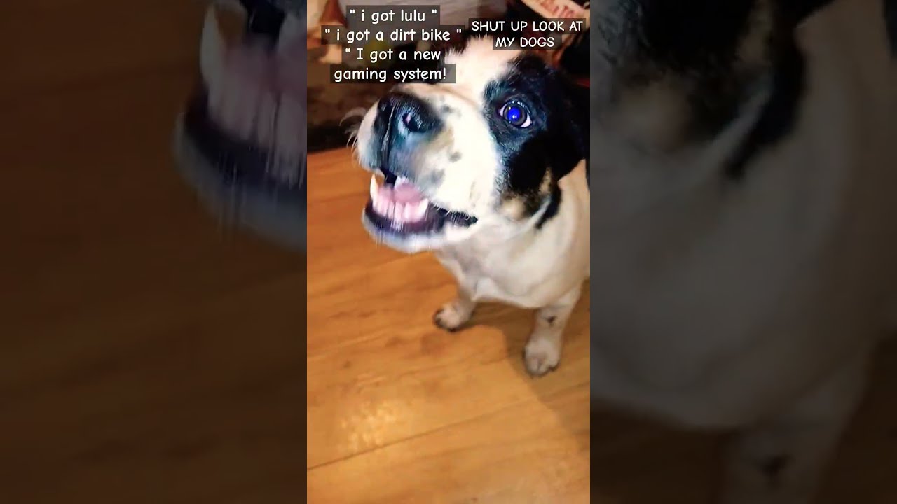 LOOK AT MY DOGS OK automobile love musiccrab bassguitar christmas LOOK AT MY DOGS OK automobile love musiccrab bassguitar christmas