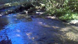 Salmon Swimming Upstream