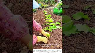 Planting Promise Handsetting Vegetable Seedlings