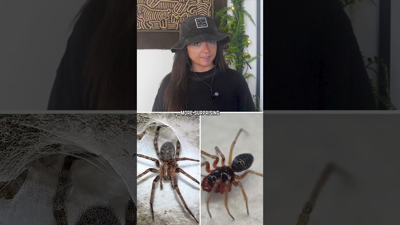 the biggest spider web in the world 🌎