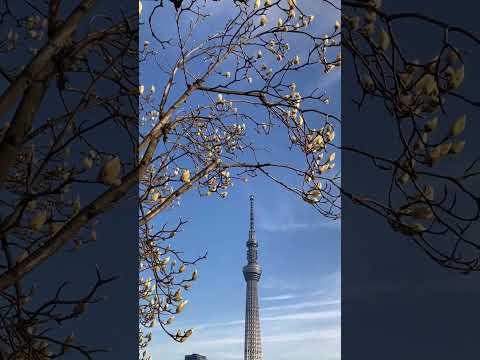 東京スカイツリー　木蓮の花　舞う　♪　台東区　✿　隅田公園　☆　桜橋　2024　3月1日　Magnolia flower　Asakusa  @iamshinya777