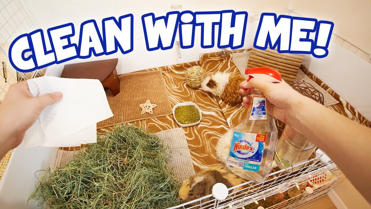 Чистка клетки морской свинки от первого лица 🧼