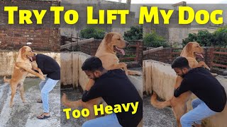 Try To Lift My 35Kg Labarador Dog | Too Heavy | Charlie Vlogs