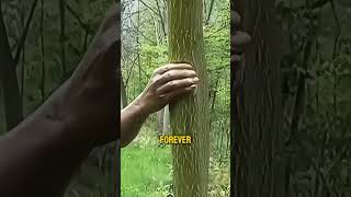 Holding Onto a Tree for 14 Years 🌳