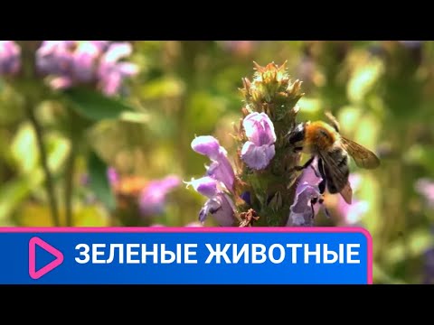 СЛАБЫЕ И БЕЗВОЛЬНЫЕ ЖИТЕЛИ ПЛАНЕТЫ! Зеленые животные. Семейный канал