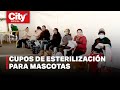 Distrito abrió nuevos cupos para esterilización de gatos y perros | CityTv