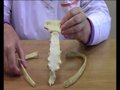 Видео: Уралски ребра