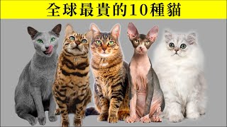 全球最昂貴的10種貓 需要多少的愛才能養得起呀 by 關于那只喵星 2,895 views 1 year ago 6 minutes, 47 seconds