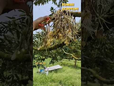 Inside a Giant Durian Plantation: The Stunning Full Process From Bare Soil to the King of Fruits