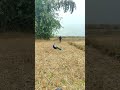 #vtr how Care real peacock 🦚 by real Sigma boy #vtr #vtrjungle #peacock #birds