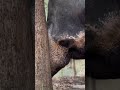 Beautiful elephant walk
