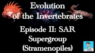 Evolution of the Invertebrates, Ep. 2: SAR Supergroup (Stramenopiles)
Welcome back to the EotI series! In this episode, we review protozoan locomotion and introduce the Stramenopiles, a diverse member of the SAR supergroup that includes several groups of algae, diatoms, and water molds.
Next week, well move on to the Alveolata (which includes ciliates, dinoflagellates, and apicomplexans) and the Rhizarians (includes the foraminiferans and radiolarians).
Episode 1: https://www.youtube.com/watch?v=zxn3ntbWrJE Evolution of the Invertebrates, Ep. 2: SAR Supergroup (Stramenopiles)