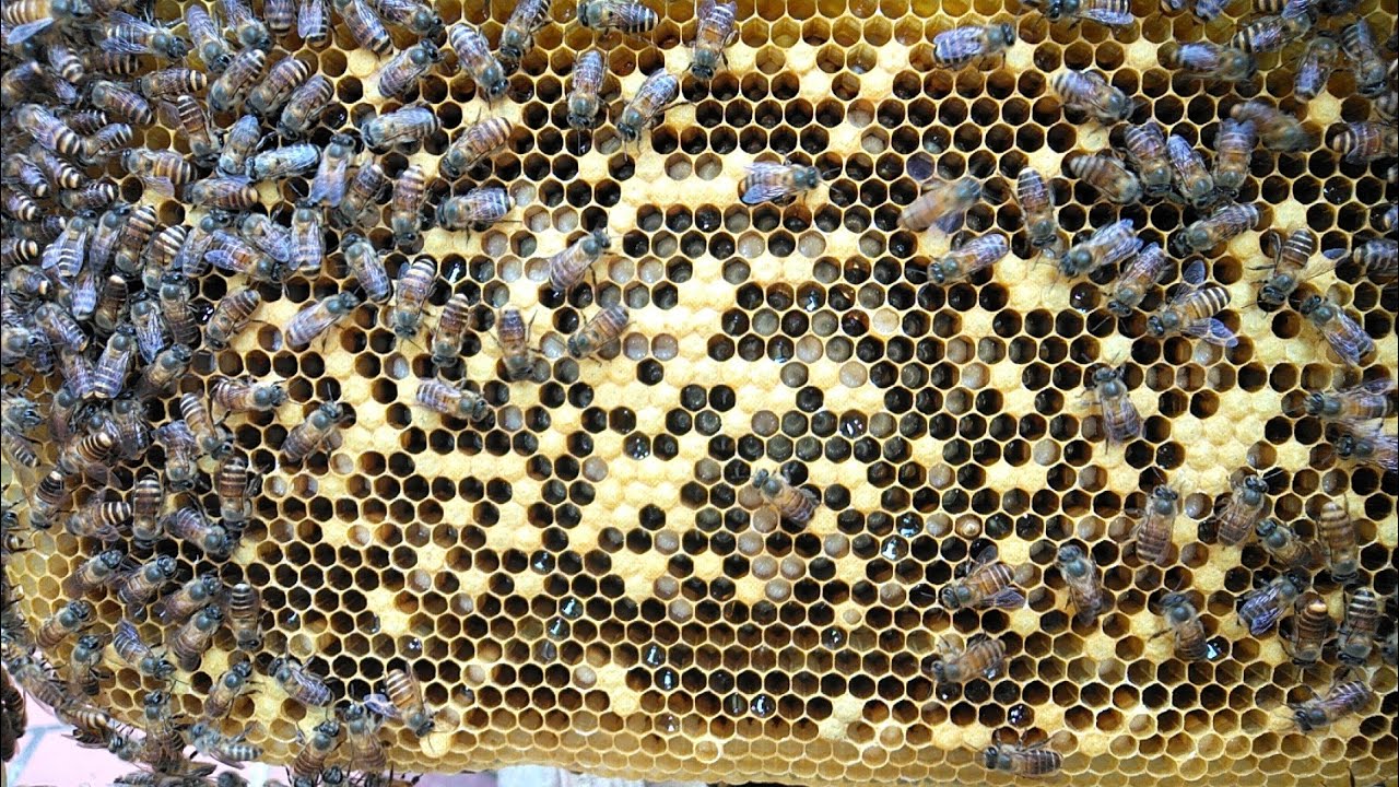 Vòng đời của ong thợ từ giai đoạn trứng, trùng, nhộng vít nắp | Đu Đủ TV |