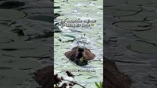 BEAVERS CHOMPIN🦫 #wildlife #ecology #pnw #beaver #natureeducation