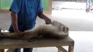 Monkey Doing Push ups