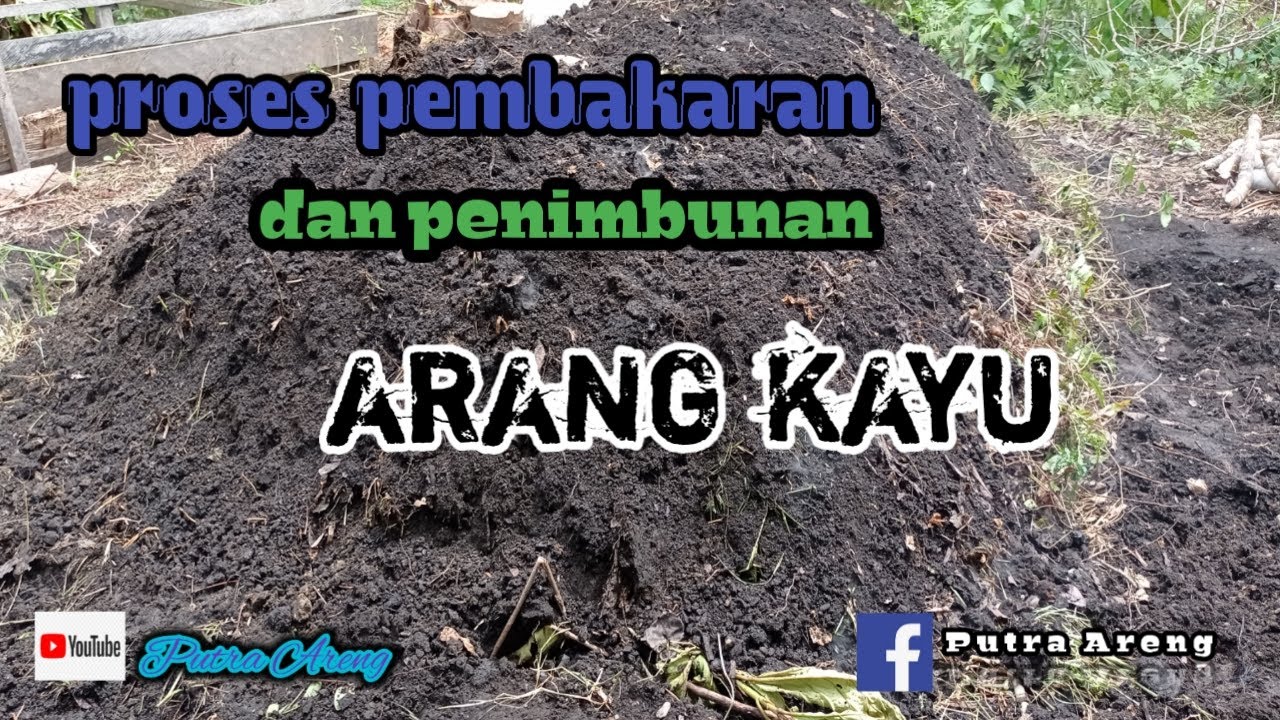 Proses pembakaran arang kayu dan penimbunan nya @putra areng