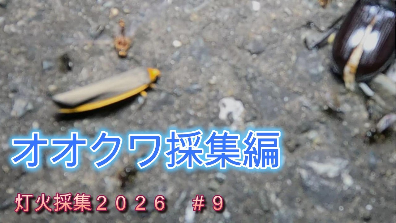 新潟県加瀬野外オオクワガタ　灯火採集57ミリ オオクワ灯火採集2026【＃9】 - YouTube