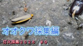 オオクワ灯火採集2026【＃9】 - YouTube